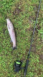 Rainbow Trout