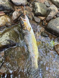 Brown Trout
