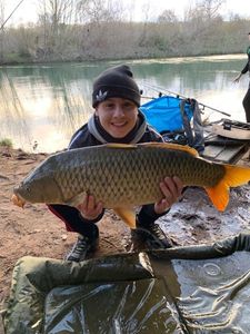 Common Carp