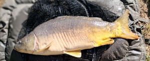 Mirror Carp