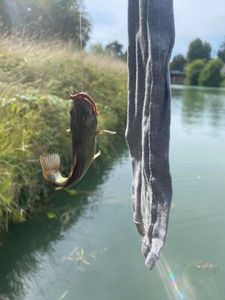 Channel Catfish