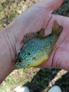 Green Sunfish