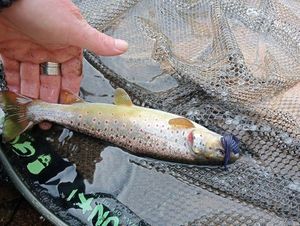 Brown Trout