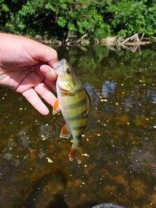 European Perch