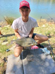 Common Bream