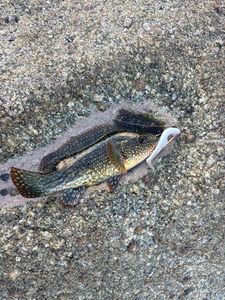 Ballan Wrasse