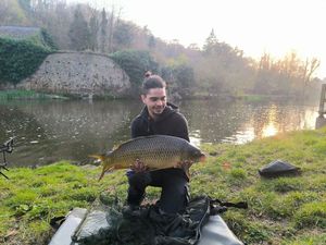 Common Carp