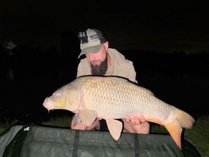 Common Carp