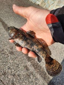 Giant Goby