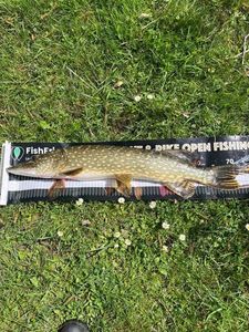 Northern Pike