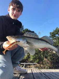 Zander