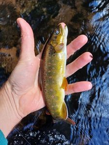 Brown Trout