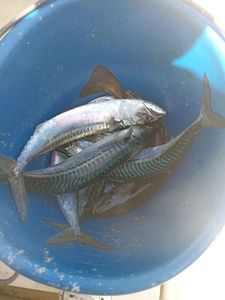 Mackerel