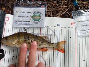 European Perch