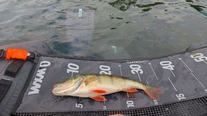 European Perch