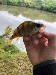 European Perch