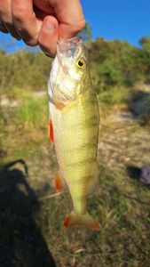 European Perch
