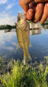 Largemouth Bass