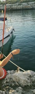Saddled Seabream