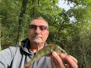 European Perch