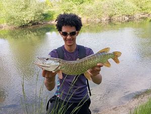 Northern Pike
