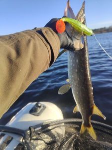 Northern Pike