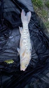 Koï Fish