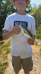 Largemouth Bass