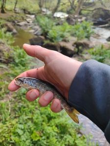 Brown Trout