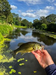 Largemouth Bass
