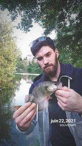 European Perch