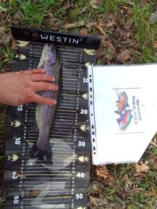 Rainbow Trout