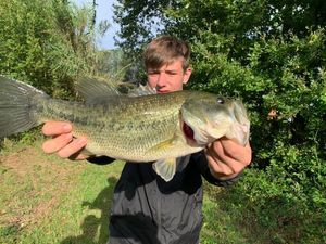 Largemouth Bass