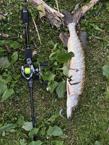 Northern Pike