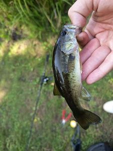 Largemouth Bass
