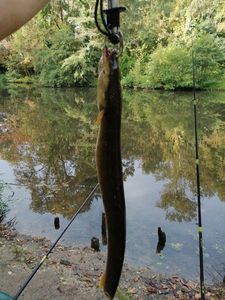European Eel (Common Eel)