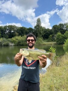 Largemouth Bass