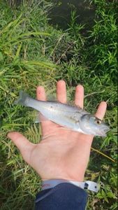 European Bass (Seabass)