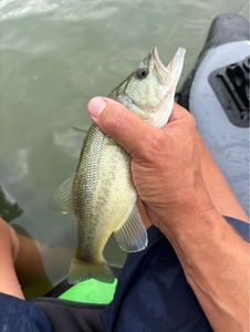 Largemouth Bass