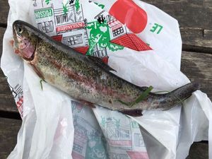 Brown Trout