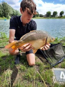 Mirror Carp