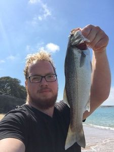 European Bass (Seabass)