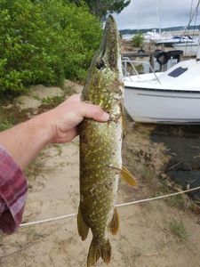 Northern Pike