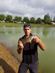 European Perch