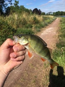 European Perch