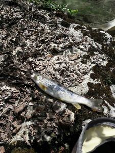 Brown Trout