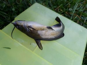 Black Bullhead