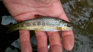 Brown Trout