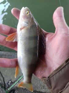 European Perch