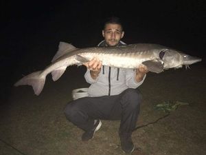 Dabry's Sturgeon